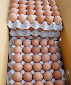 Chicken Eggs – Farm Fresh & Hatching